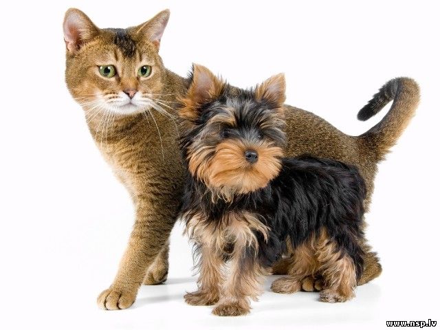 Домашние Животные Кошки и Собаки Друзья Человека Питомцы