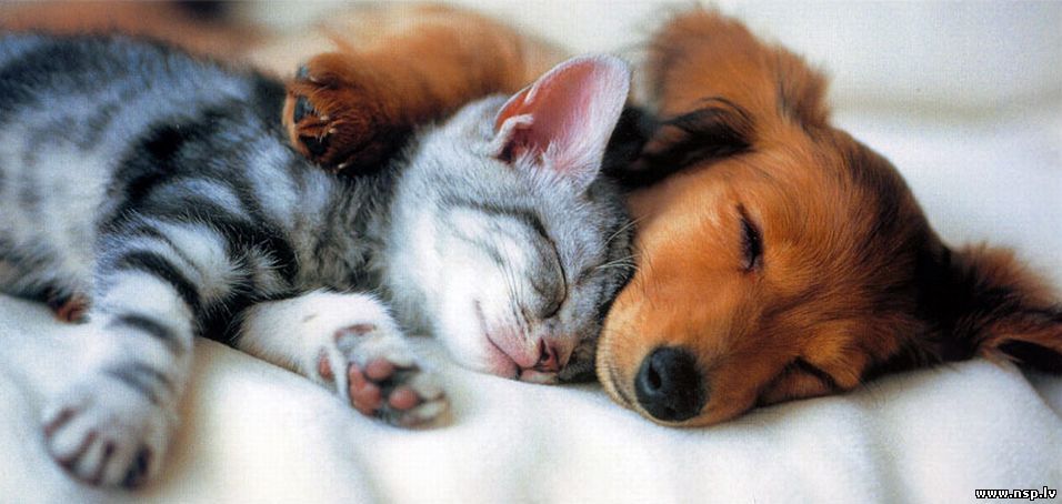 Котенок и Щенок Спят Вместе - Домашние Животные Кошки и Собаки Друзья Человека Питомцы Прикол